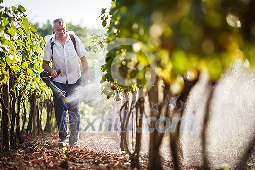Vintner walking in his vineyard spraying chemicals on his vines Vintner walking in his vineyard spraying chemicals on his vines