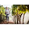 Vintner walking in his vineyard spraying chemicals on his vines