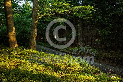 Forest - beautiful evening sunshine in a forest Forest - beautiful evening sunshine in a forest