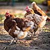 Hen in a farmyard (Gallus gallus domesticus)