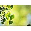 Ginkgo biloba tree branch with leafs against lush green background