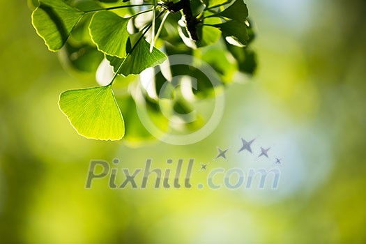 Ginkgo biloba tree branch with leafs against lush green background Ginkgo biloba tree branch with leafs against lush green background