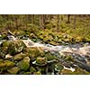 Long shutter stream shot in old forest 