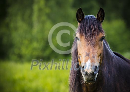Close-up of horse's head in a field Close-up of horse's head in a field