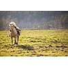 Beautiful, saddled horse galloping towards you