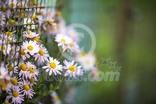 Lovely daisyflowers with lush green background Lovely daisyflowers with lush green background