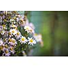 Lovely  daisyflowers with lush green background