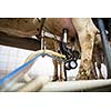 Cows being milked