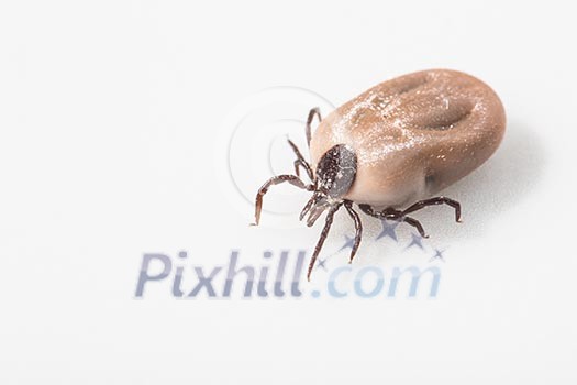 Tick - parasitic arachnid blood-sucking carrier of various diseases Tick - parasitic arachnid blood-sucking carrier of various diseases