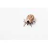 Tick - parasitic arachnid blood-sucking carrier of various diseases