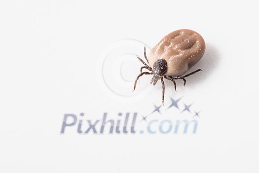 Tick - parasitic arachnid blood-sucking carrier of various diseases Tick - parasitic arachnid blood-sucking carrier of various diseases