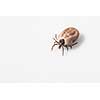 Tick - parasitic arachnid blood-sucking carrier of various diseases