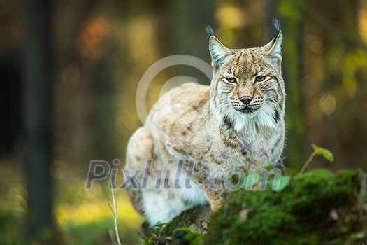 Eurasian Lynx (Lynx lynx) Eurasian Lynx (Lynx lynx)