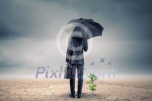 Rear view of businessman with umbrella protecting sprout Rear view of businessman with umbrella protecting sprout