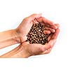 Young woman's hands holding coffee beans