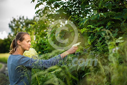 Young woman picking elderflower to make an infusion at home Young woman picking elderflower to make an infusion at home