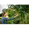 Young woman picking elderflower to make an infusion at home