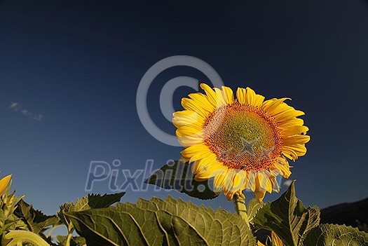 sunflower at sunny day (NIKON D80; 6.7.2007; 1/100 at f/5.6; ISO 100; white balance: Auto; focal length: 18 mm) sunflower at sunny day (NIKON D80; 6.7.2007; 1/100 at f/5.6; ISO 100; white balance: Auto; focal length: 18 mm)