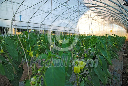 greenhouse inside (NIKON D80; 6.7.2007; 1/60 at f/2.8; ISO 100; white balance: Auto; focal length: 18 mm) greenhouse inside (NIKON D80; 6.7.2007; 1/60 at f/2.8; ISO 100; white balance: Auto; focal length: 18 mm)