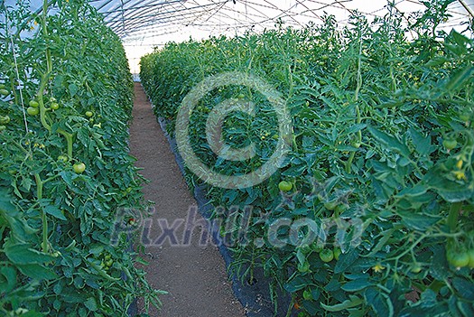 greenhouse inside (NIKON D80; 6.7.2007; 1/60 at f/2.8; ISO 320; white balance: Auto; focal length: 18 mm) greenhouse inside (NIKON D80; 6.7.2007; 1/60 at f/2.8; ISO 320; white balance: Auto; focal length: 18 mm)
