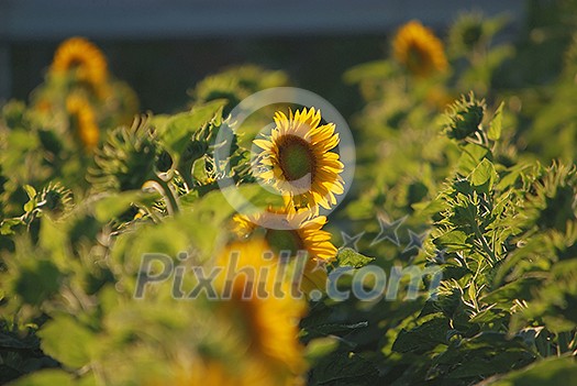 sunflowers field (NIKON D80; 6.7.2007; 1/320 at f/6.3; ISO 200; white balance: Auto; focal length: 500 mm) sunflowers field (NIKON D80; 6.7.2007; 1/320 at f/6.3; ISO 200; white balance: Auto; focal length: 500 mm)