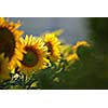 sunflower at sunny day   (NIKON D80; 6.7.2007; 1/320 at f/6.3; ISO 400; white balance: Auto; focal length: 500 mm)