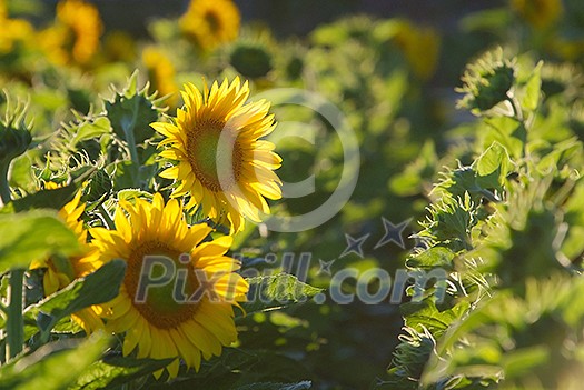 sunflowers field (NIKON D80; 6.7.2007; 1/200 at f/11; ISO 400; white balance: Auto; focal length: 320 mm) sunflowers field (NIKON D80; 6.7.2007; 1/200 at f/11; ISO 400; white balance: Auto; focal length: 320 mm)