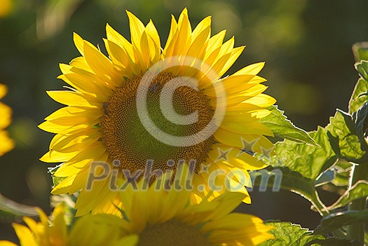 sunflower at sunny day (NIKON D80; 6.7.2007; 1/320 at f/6.3; ISO 400; white balance: Auto; focal length: 500 mm) sunflower at sunny day (NIKON D80; 6.7.2007; 1/320 at f/6.3; ISO 400; white balance: Auto; focal length: 500 mm)