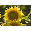 sunflower at sunny day   (NIKON D80; 6.7.2007; 1/320 at f/6.3; ISO 400; white balance: Auto; focal length: 500 mm)
