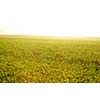 green grass on a background beautiful sunset in nature