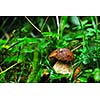 fresh mushroom healthy eco organic cultivated food outdoor in nature