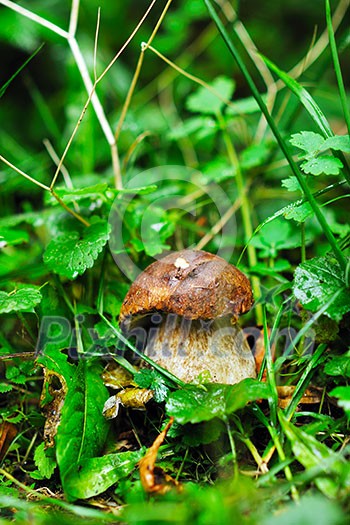 fresh mushroom healthy eco organic cultivated food outdoor in nature fresh mushroom healthy eco organic cultivated food outdoor in nature