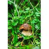 fresh mushroom healthy eco organic cultivated food outdoor in nature