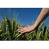 Hand in wheat field. Harvest and gold food concept