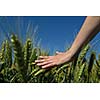 Hand in wheat field. Harvest and gold food concept