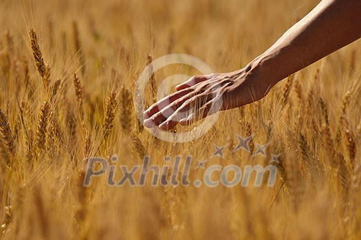 Hand in wheat field. Harvest and gold food agriculture concept Hand in wheat field. Harvest and gold food agriculture concept