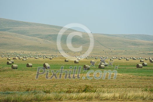 landscape with a traditional hay field full of wild flowers and grasses surrounded by trees under a cloudy summer sky landscape with a traditional hay field full of wild flowers and grasses surrounded by trees under a cloudy summer sky