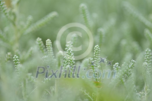 landscape with a traditional hay field full of wild flowers and grasses surrounded by trees under a cloudy summer sky landscape with a traditional hay field full of wild flowers and grasses surrounded by trees under a cloudy summer sky