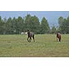 horse farm animal  group in the field
