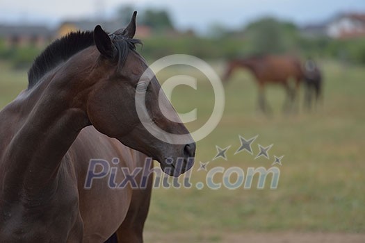 horse farm animal group in the field horse farm animal group in the field