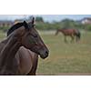 horse farm animal  group in the field