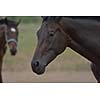 horse farm animal  group in the field