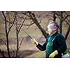 Using chemicals in the garden/orchard: gardener applying an insecticide/a fertilizer to his fruit shrubs, using a sprayer