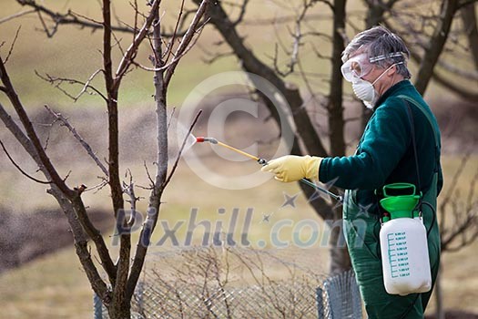 Using chemicals in the garden/orchard: gardener applying an insecticide/a fertilizer to his fruit shrubs, using a sprayer Using chemicals in the garden/orchard: gardener applying an insecticide/a fertilizer to his fruit shrubs, using a sprayer