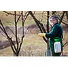 Using chemicals in the garden/orchard: gardener applying an insecticide/a fertilizer to his fruit shrubs, using a sprayer