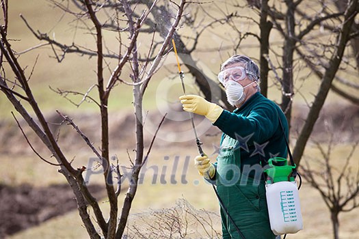 Using chemicals in the garden/orchard: gardener applying an insecticide/a fertilizer to his fruit shrubs, using a sprayer Using chemicals in the garden/orchard: gardener applying an insecticide/a fertilizer to his fruit shrubs, using a sprayer