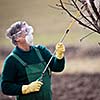 Using chemicals in the garden/orchard: gardener applying an insecticide/a fertilizer to his fruit shrubs, using a sprayer