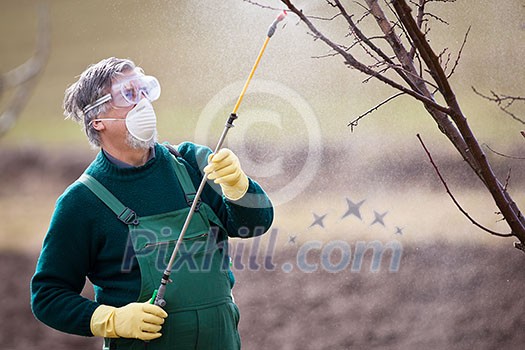 Using chemicals in the garden/orchard: gardener applying an insecticide/a fertilizer to his fruit shrubs, using a sprayer Using chemicals in the garden/orchard: gardener applying an insecticide/a fertilizer to his fruit shrubs, using a sprayer