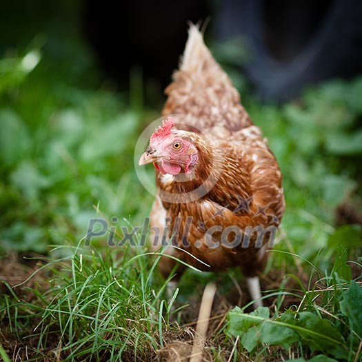 Closeup of a hen in a farmyard (Gallus gallus domesticus) Closeup of a hen in a farmyard (Gallus gallus domesticus)