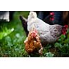 Closeup of a hen in a farmyard (Gallus gallus domesticus)